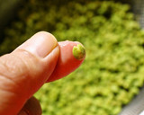 正しい山椒の実の下ごしらえと保存方法作り方3写真