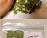 正しい山椒の実の下ごしらえと保存方法作り方7写真