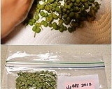 正しい山椒の実の下ごしらえと保存方法作り方7写真