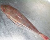 魴鮄(ホウボウ)のから揚げ作り方2写真
