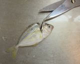 愛知の魚100選 ヒイラギの煮付け作り方2写真