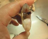 愛知の魚100選 ヒイラギの煮付け作り方5写真