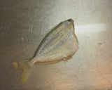愛知の魚100選 ヒイラギの煮付け作り方3写真