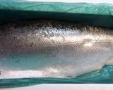キングサーモンの幽庵焼き(山椒風味)作り方1写真