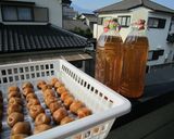 梅干 (*・*) 私の梅仕事♪作り方11写真