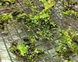 パルメザンケールチップス作り方4写真