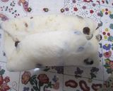 レーズンハニー食パン作り方5写真