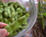 美味しい枝豆の茹で方作り方2写真