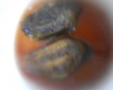 本つゆで茄子の柔らか煮作り方10写真