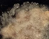 我が家の唐揚げ作り方4写真