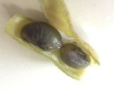 黒枝豆ごはん作り方3写真