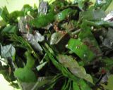 簡単に♪えごまの葉の醤油漬け作り方4写真