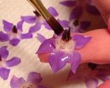 お庭のボリジでオシャレ〜な砂糖漬け作り方3写真