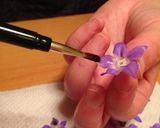 お庭のボリジでオシャレ〜な砂糖漬け作り方4写真