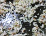 魚ときゅうりのにんにくピリ辛だれ作り方6写真