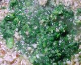 魚ときゅうりのにんにくピリ辛だれ作り方7写真