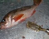赤メバルの煮付け作り方1写真