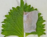 穴子の海苔シソ巻き天作り方4写真