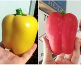 パプリカの、とびきり美味しい食べ方。作り方1写真