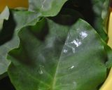 木耳菜(キクラゲナ)の味噌汁作り方1写真