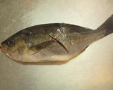 愛知の魚100選　イサキの酒蒸し作り方1写真