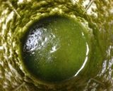 【簡単】バジルソースのカプレーゼ作り方2写真