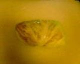 トマト煮込みロールキャベツ♪作り方3写真