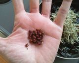 梅と海苔の佃煮！作り方3写真