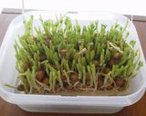 パパッと！豆苗炒め作り方4写真