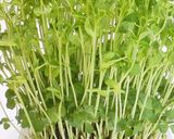 パパッと！豆苗炒め作り方5写真