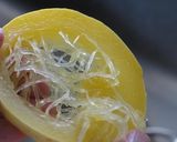 糸うりのサラダ作り方2写真