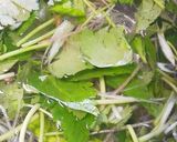 前菜に☆薬味たっぷりトマトと豆腐のサラダ作り方2写真