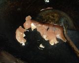 マヨ親子丼作り方3写真