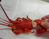 伊勢エビのみそ和え作り方1写真