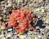 ナスのファルシ☆なすの肉詰め作り方6写真
