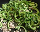 ゴーヤと茄子と挽肉のトマト味噌パスタ作り方4写真
