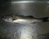 鮬（セイゴ）の刺身作り方1写真