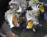 鳴門の海の幸･わかめとさざえカレー作り方2写真