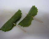 しし唐と大葉でおつまみ　ビールに旨い！作り方1写真