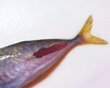 私流・小あじ(豆あじ)の下処理・さばき方作り方4写真