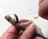 私流・小あじ(豆あじ)の下処理・さばき方作り方11写真