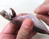 私流・小あじ(豆あじ)の下処理・さばき方作り方10写真