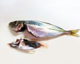 私流・小あじ(豆あじ)の下処理・さばき方作り方9写真