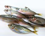 私流・小あじ(豆あじ)の下処理・さばき方作り方1写真