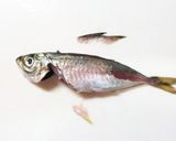 私流・小あじ(豆あじ)の下処理・さばき方作り方17写真