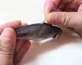 私流・小あじ(豆あじ)の下処理・さばき方作り方14写真