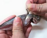 私流・小あじ(豆あじ)の下処理・さばき方作り方15写真