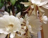 おそるおそる、茹で月下美人作り方6写真
