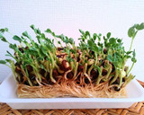 【簡単】豆苗のオイスターソース炒め作り方7写真