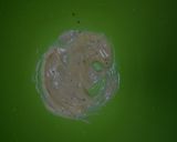 茹で玉子サラダの彩々飾り作り方8写真